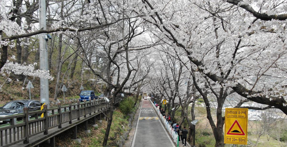 하동 쌍계사 벚꽃 축제