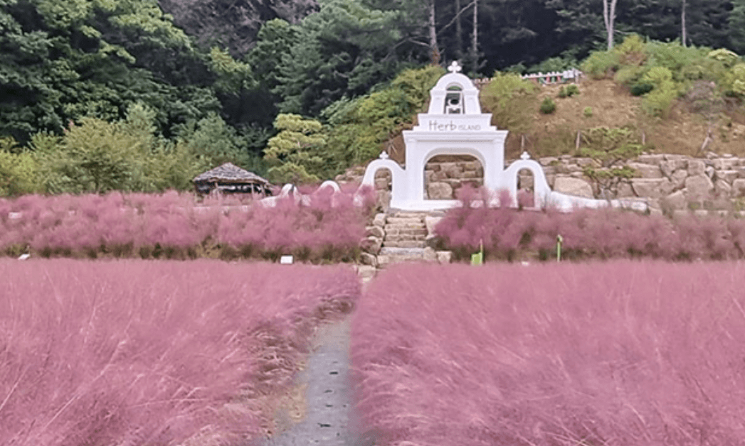 핑크뮬리 명소 - 포천 허브 아일랜드
