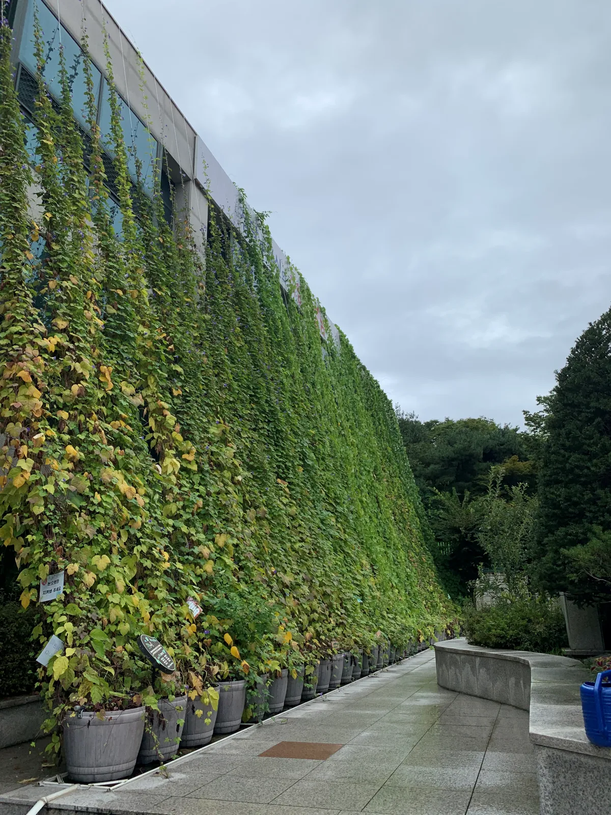 도서관-외관에-넝쿨나무