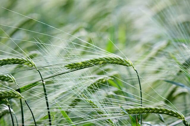 고창 청보리밭축제 맛집 추천! 현지인 인정 근처 맛집 BEST 5 (2025년)
