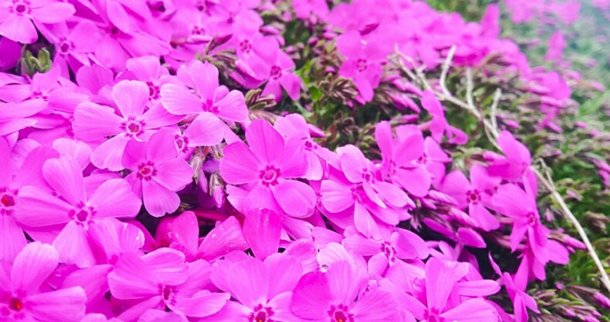 진안 꽃잔디동산 위치, 입장료, 개화시기 총정리