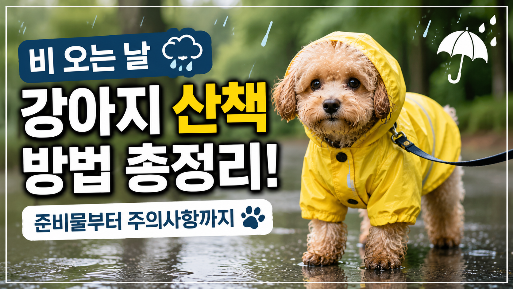 비오는날 강아지 산책 방법 총정리