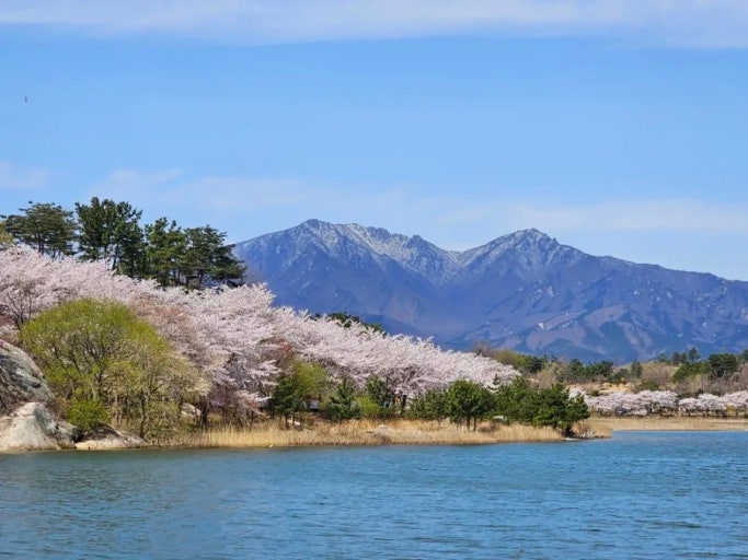 영랑호 벚꽃 사진