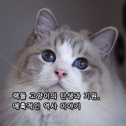 랙돌 고양이의 탄생과 기원, 매혹적인 역사 이야기