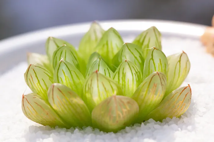 &amp;quot;하월시아