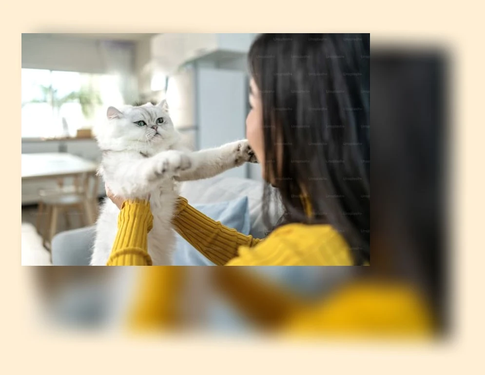 반려묘 이해_1_subsection