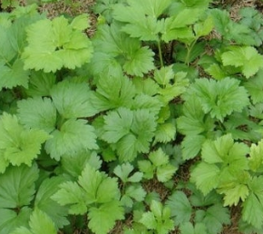 참나물 효능과 부작용 칼로리