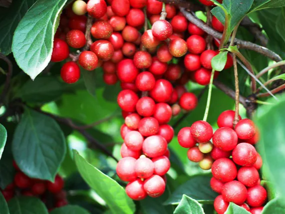 오미자 피로 회복에 도움
