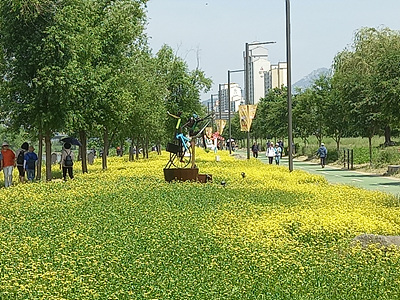 유채꽃 사진