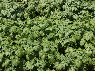 박주가리 효능과 먹는 방법과 부작용에 대해 알아봤습니다.