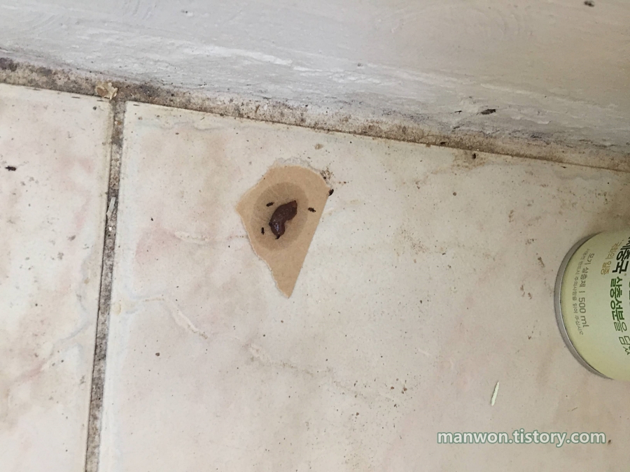 바퀴벌레 약을 먹고 죽은 쌀벌레들 2