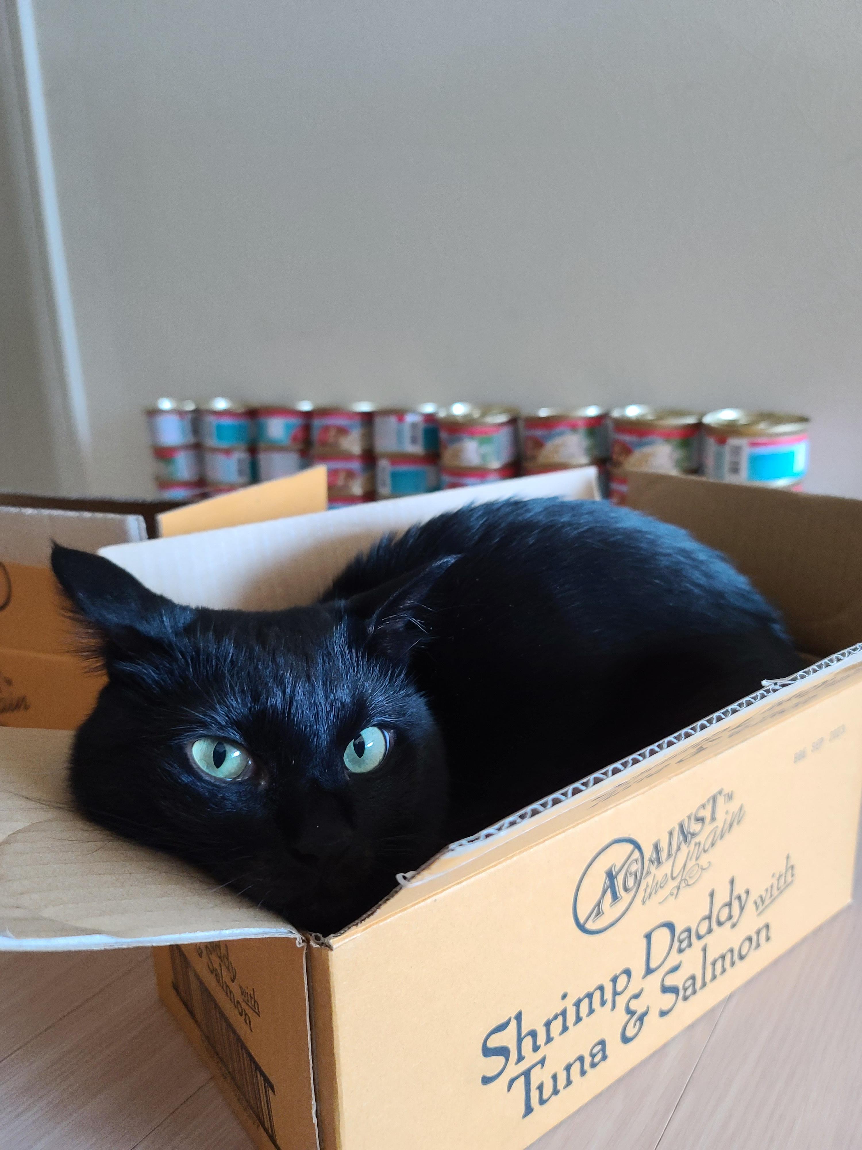 박스_안에_자리잡고_너무_예쁜_라임색_눈으로_카메라를_보고_있는_너무_예쁜_올블랙_고양이_건이