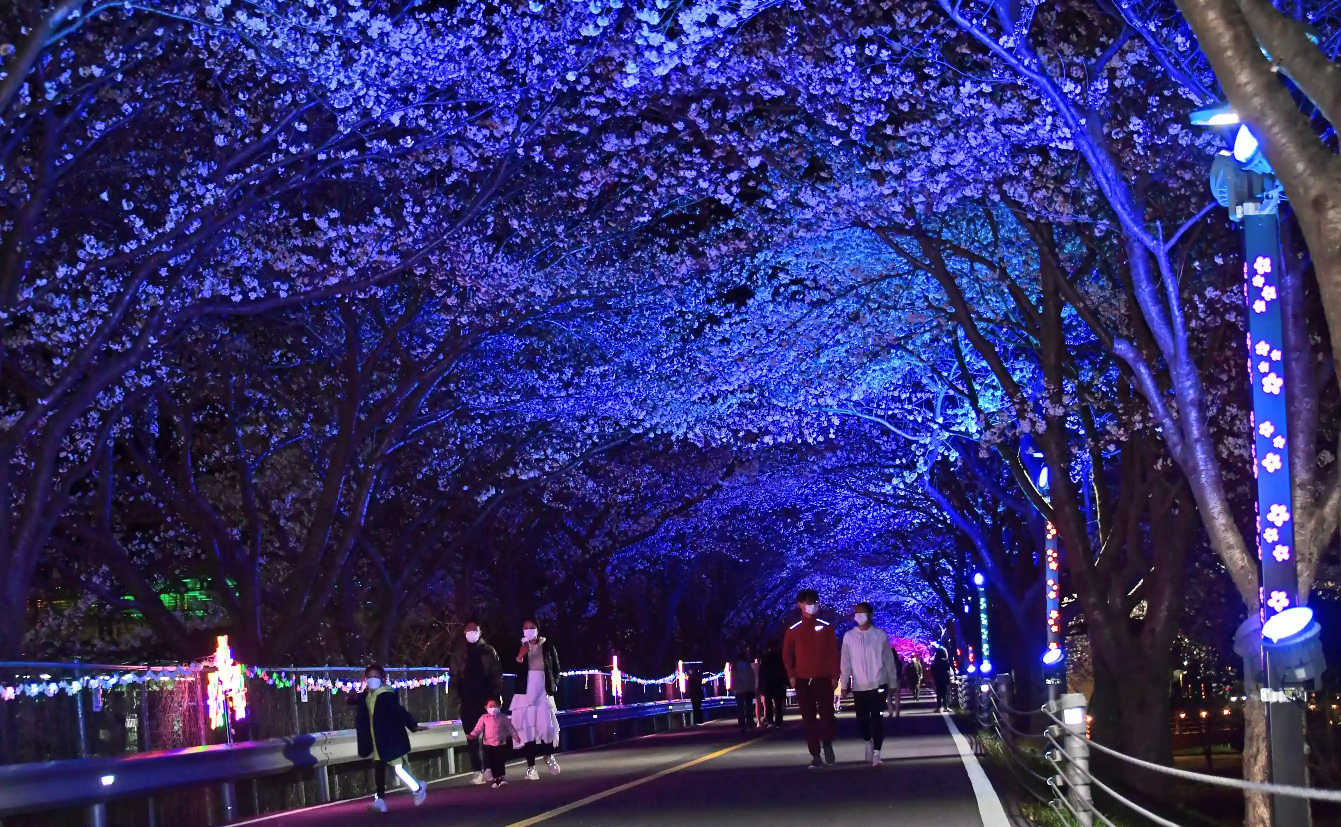 황산공원 야간 벚꽃길