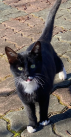 길냥이에게 간택받는 방법 4가지