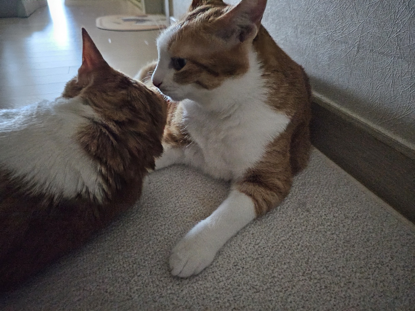 치즈형제_막둥이와_호야