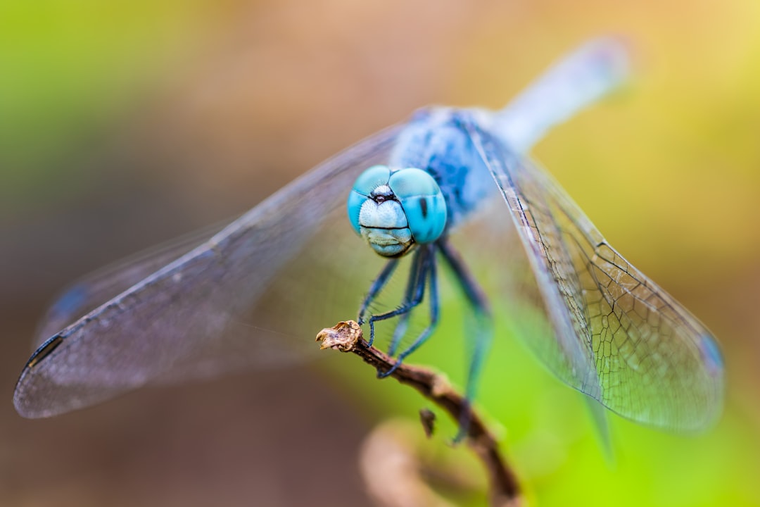 Dragonfly.