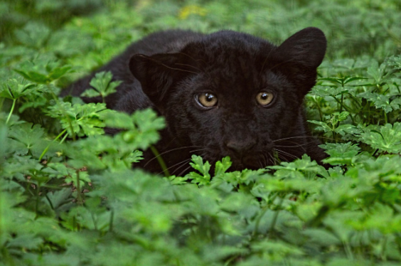 알비노 대 멜라니스즘 색소 돌연변이 동물들의 신비로운 세계