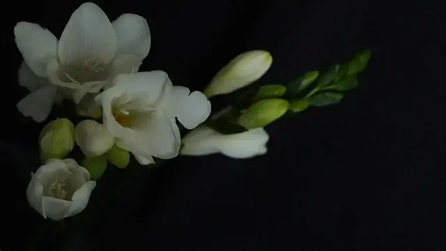 프리지아