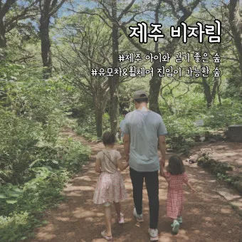 제주 비자림 숲속 산책로 여름 피서지 추천 장소_23