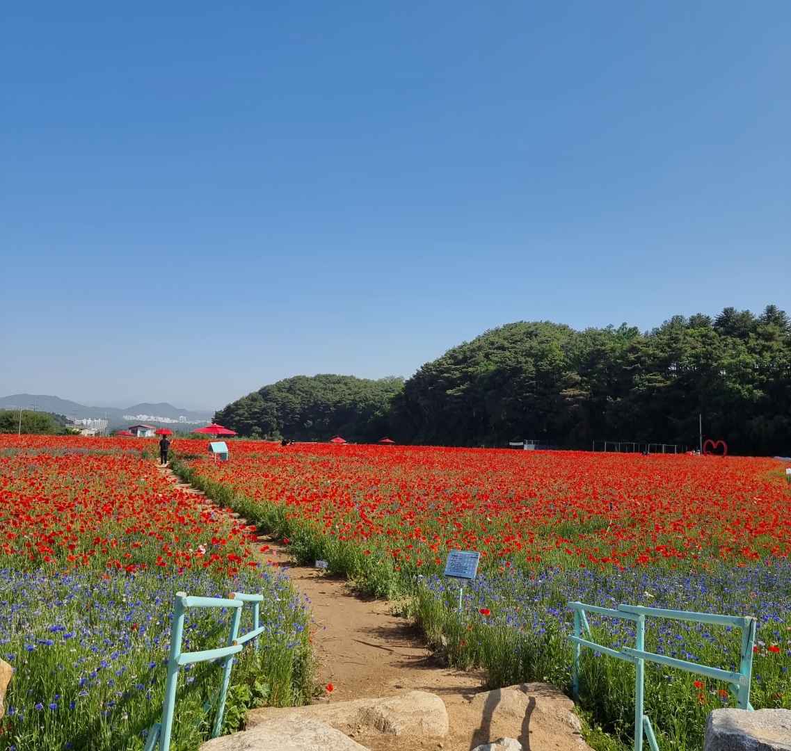 용수골꽃양귀비축제