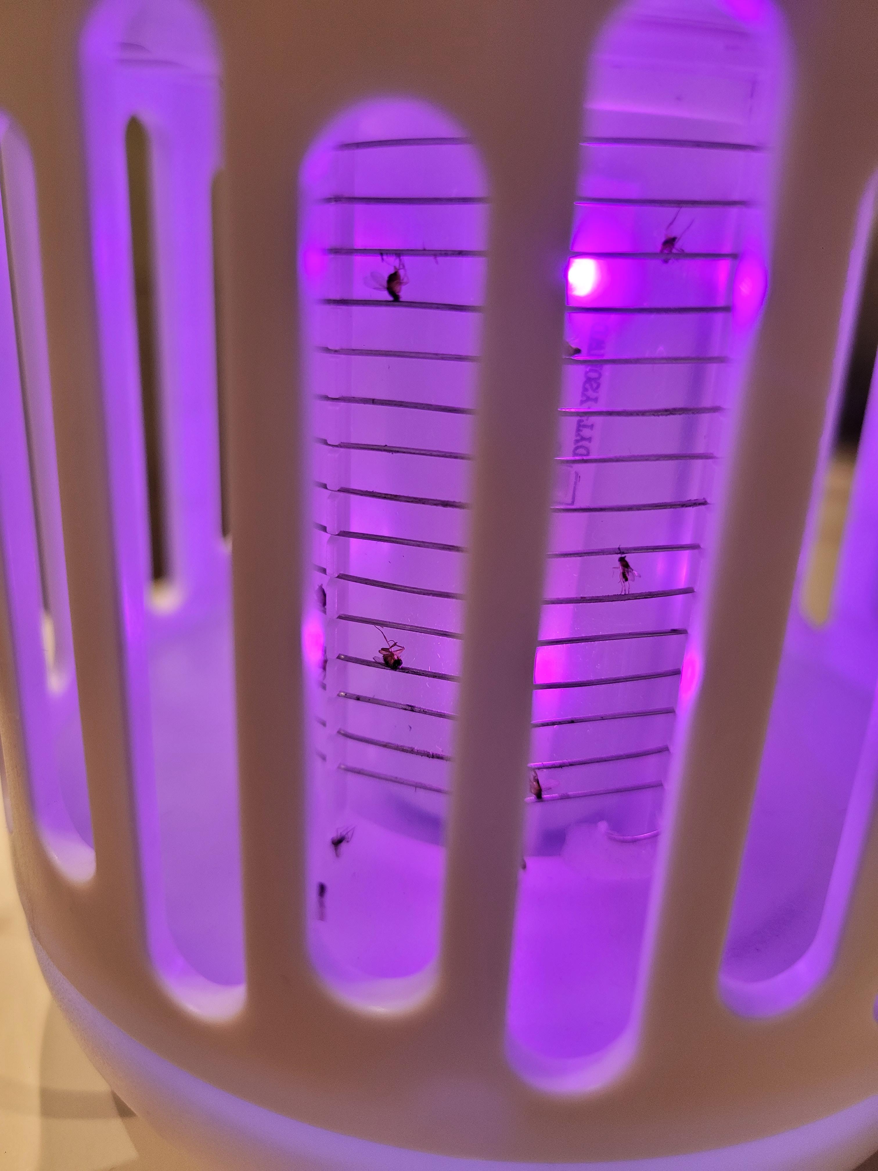 초파리 없애는 방법