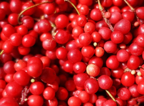 오미자 Schisandra