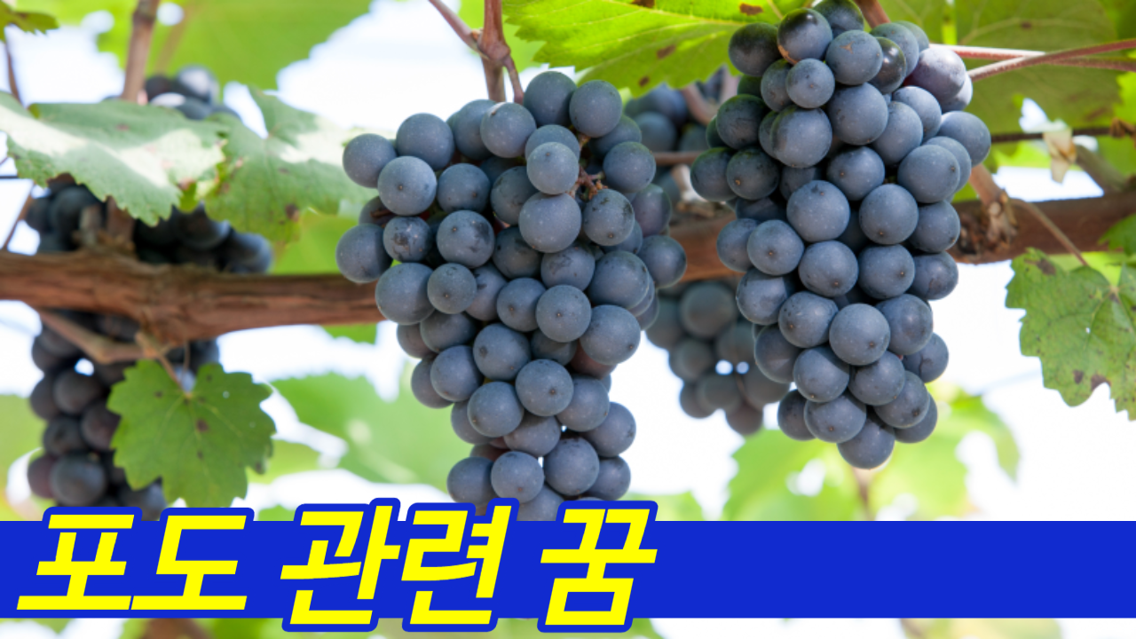 주렁주렁 포도꿈