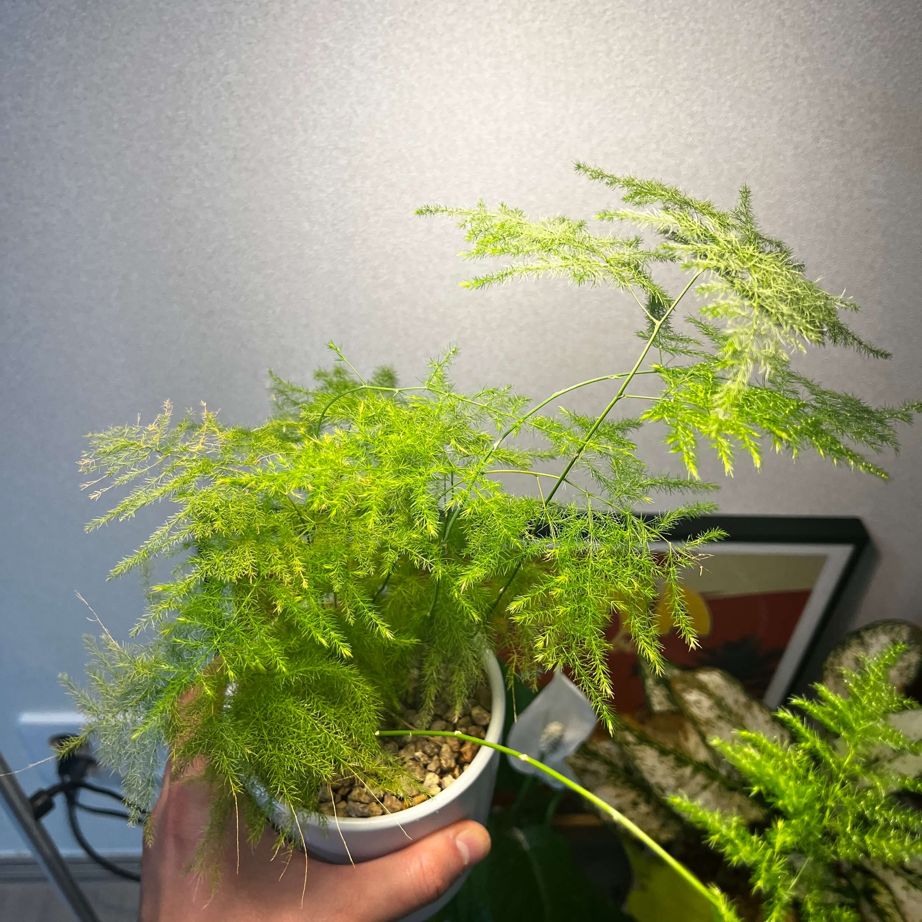 아스파라거스 사진