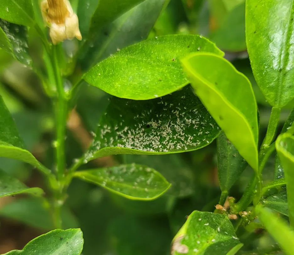 화분 진딧물 퇴치 천연살충 레몬오일 비누물 통풍환경 개선_2