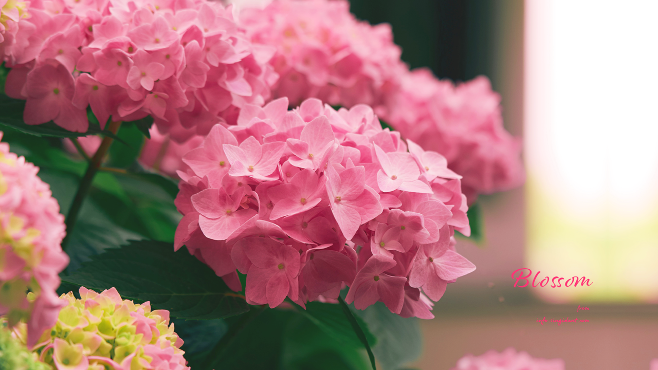 08 분홍수국 C - Blossom 꽃배경화면