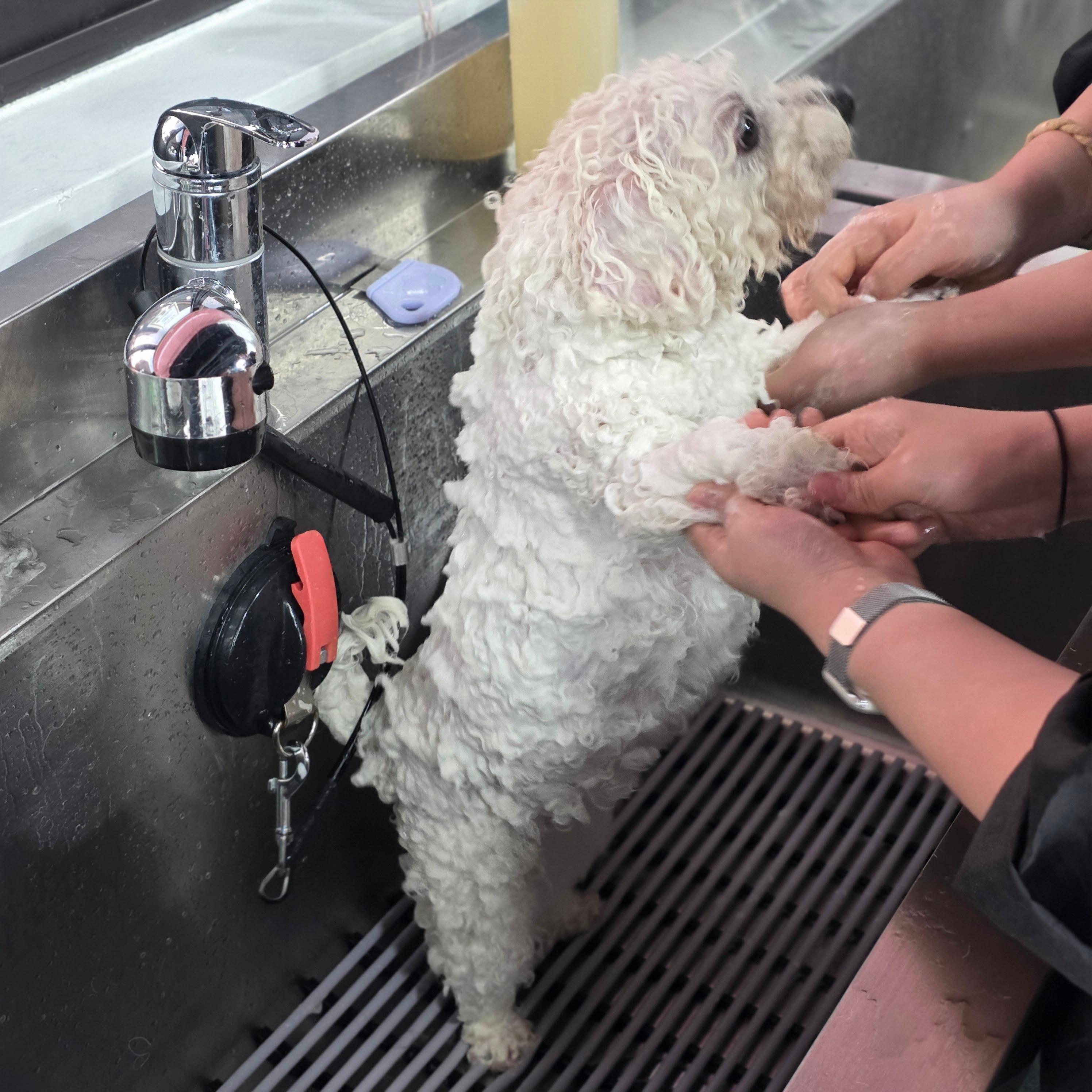 부산강아지미용학원