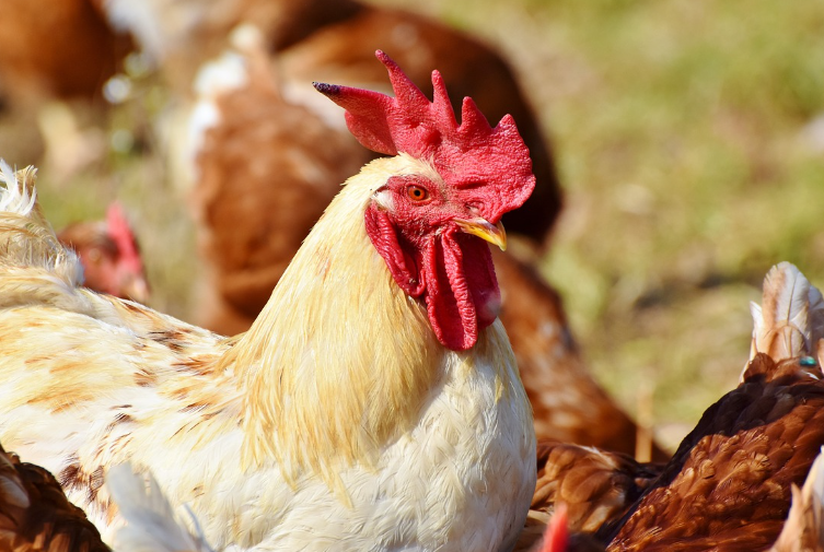 2023년 닭띠운세