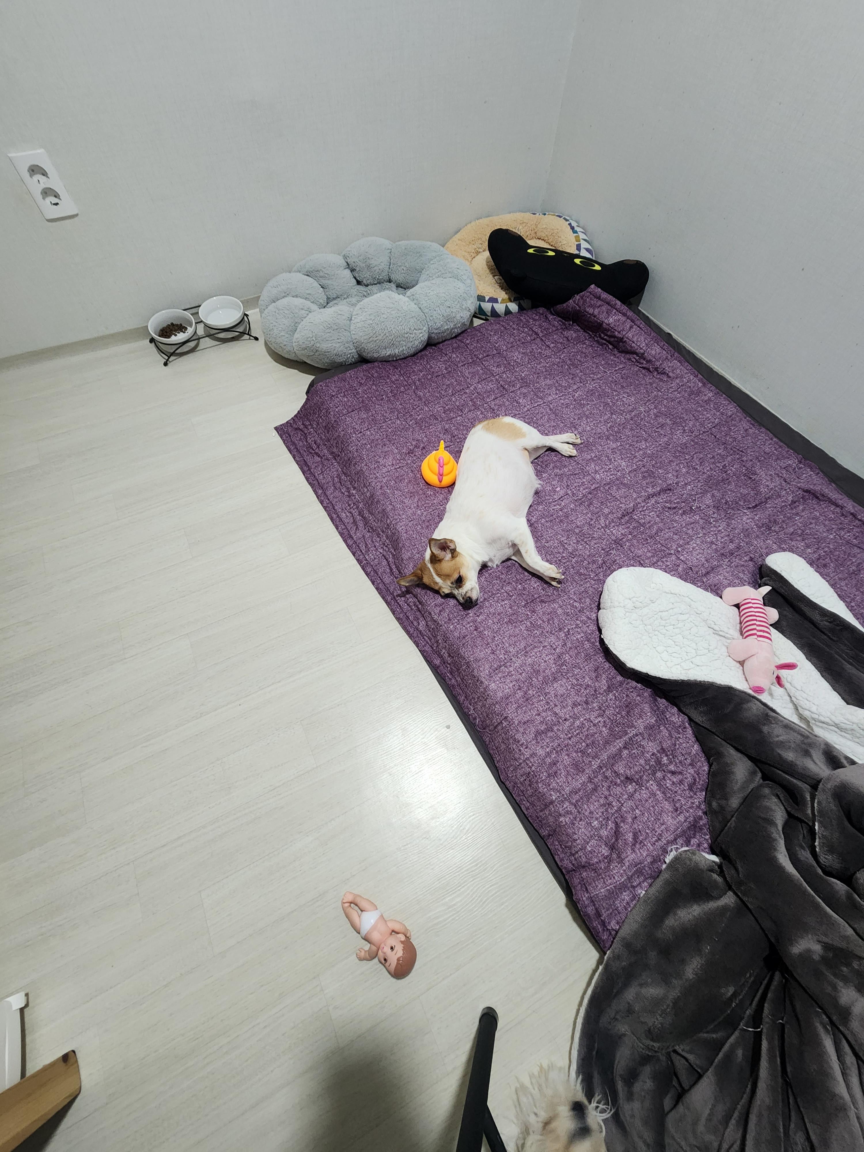 치와와 사랑이