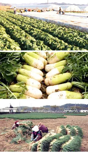 저장 채소 관리 감자 고구마 마늘 양파 배추 무 김장 준비_16