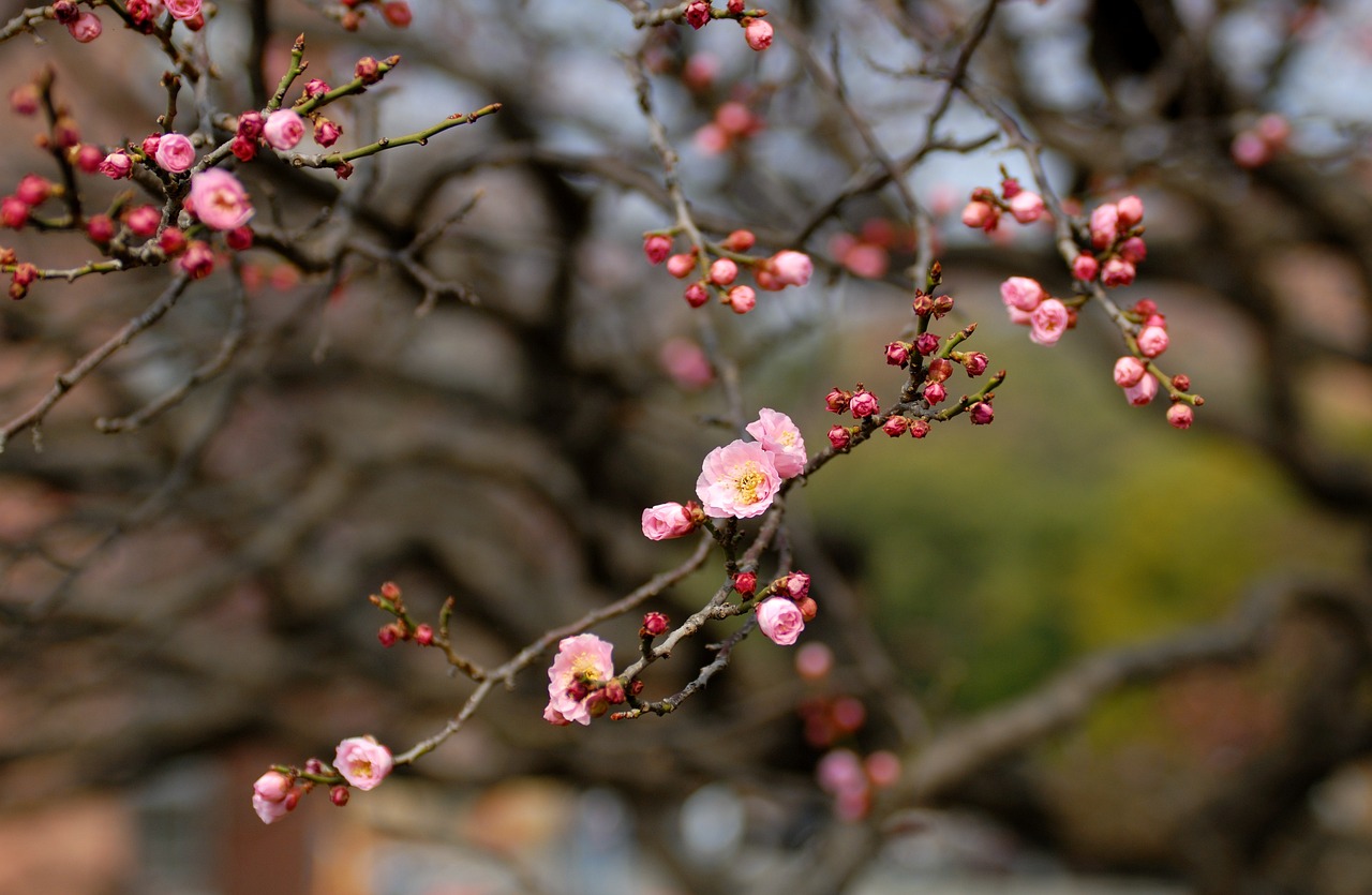 2025 광양 매화축제
