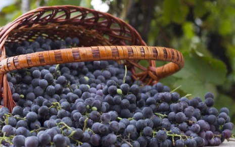 Resveratrol Benefits