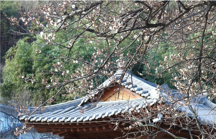 광양매화꽃축제