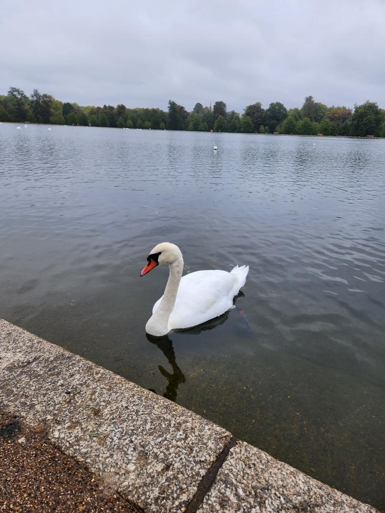 런던 시내 중심에 자리한 하이드파크와 서쪽에 나란히 있는 켄싱턴가든&amp;#44; 사진 &copy; 가을연못 autumnpond24.com