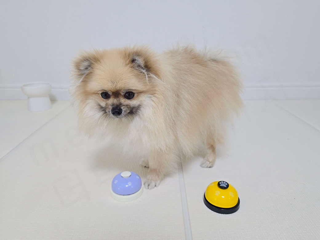 두 개의 벨을 살펴보는 강아지