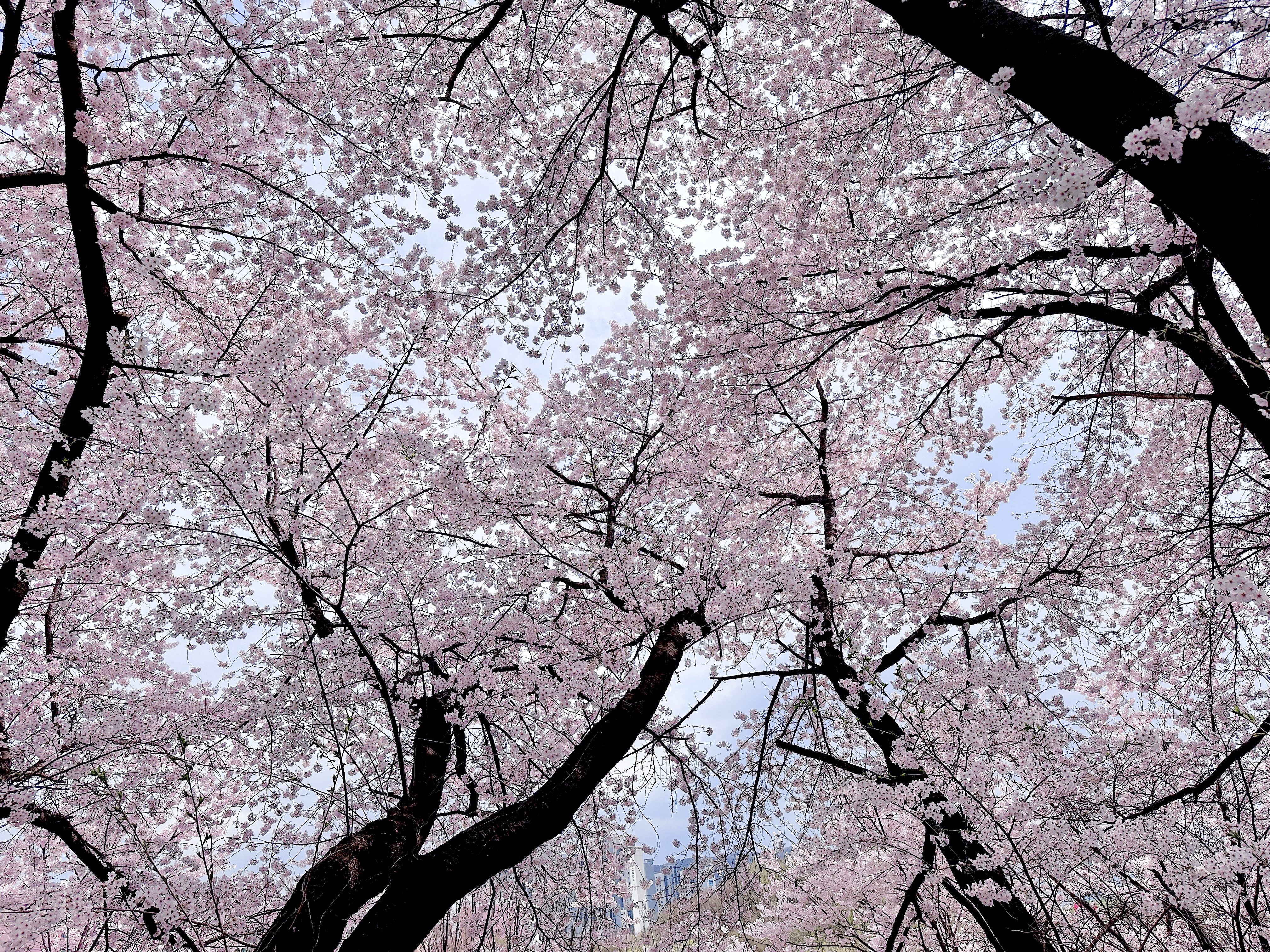 2025 벚꽃 개화시기 벚꽃데이트