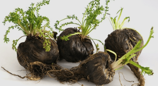 블랙마카의 효능과 부작용