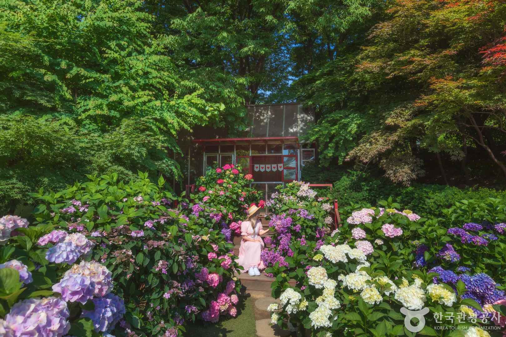 율봄식물원 수국