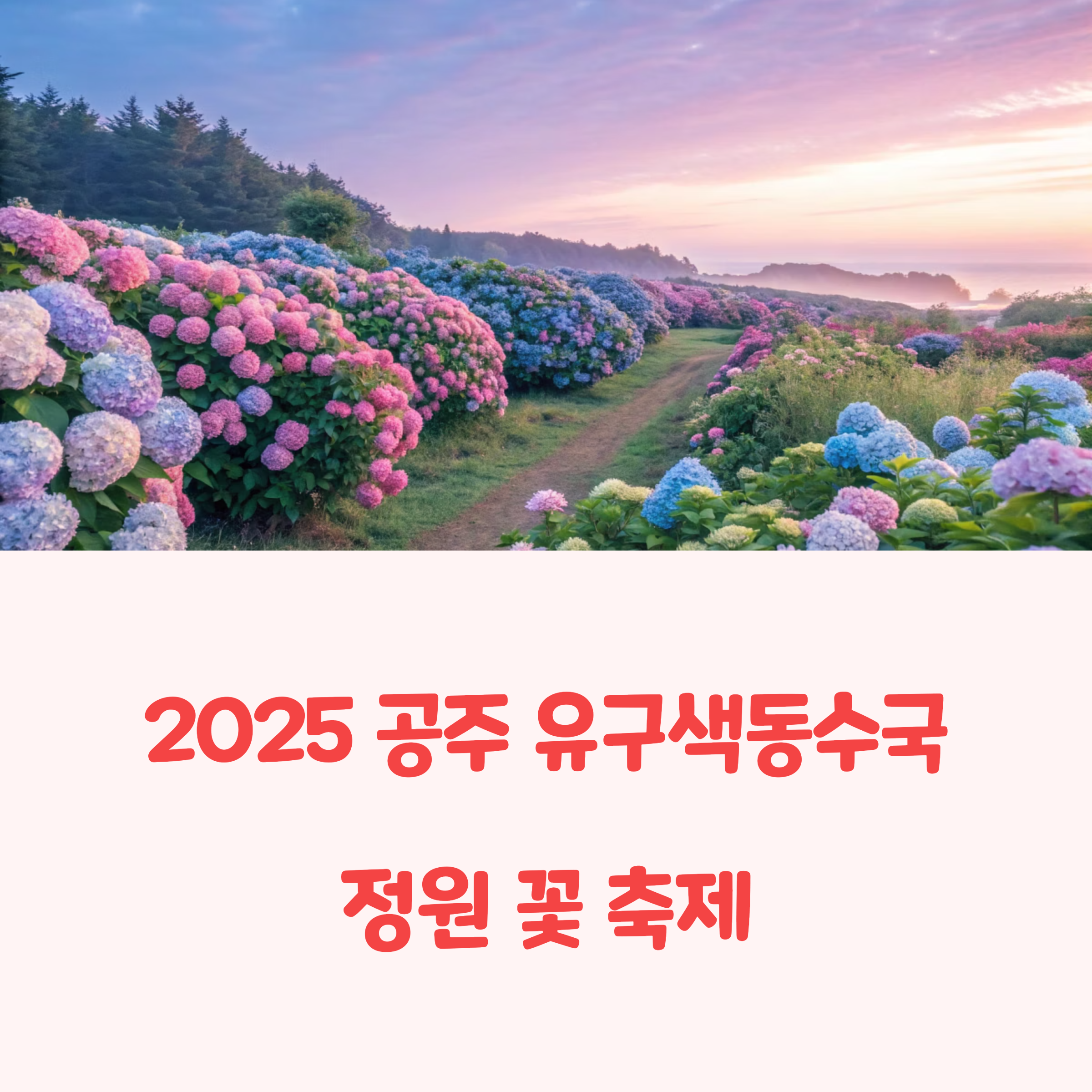 2025 공주 유구색동수국정원 꽃 축제