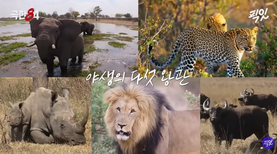 표범과 사자와 코끼리가 날뛰는 공간에서 마라톤을 하라뇨 | 인스티즈