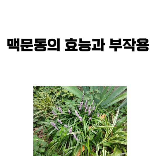 맥문동의 효능과 부작용