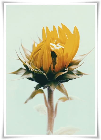 여름의 상징 희망과 사랑의 꽃 "해바라기"