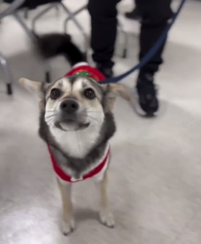 도우미견나눔센터 홈커밍데이 경기도