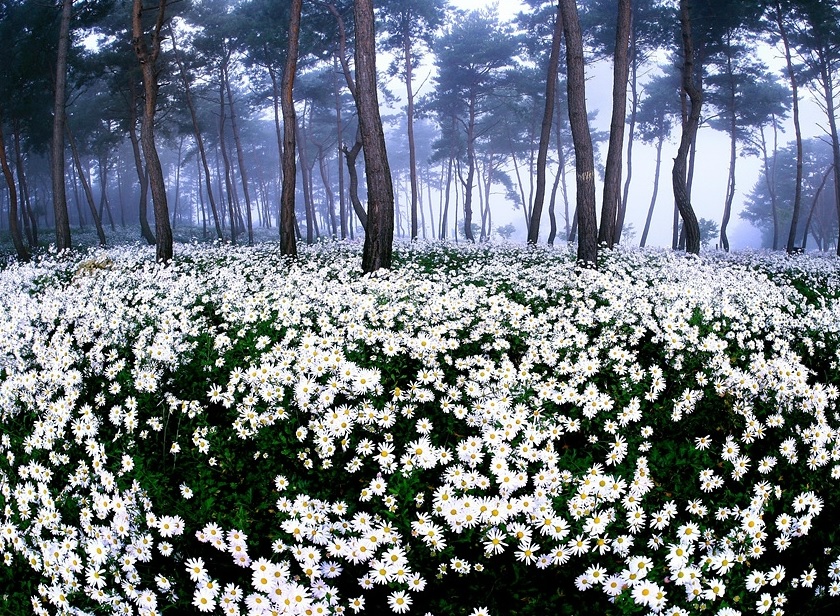 정읍 구절초꽃축제