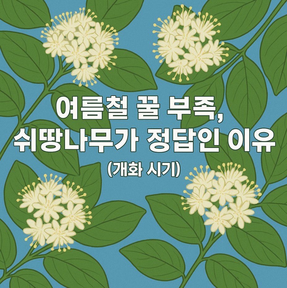 여름철 꿀 부족, 쉬땅나무가 정답인 이유 (개화 시기)
