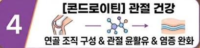 멍게 효능
